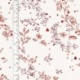 Tissu Fleurs Coton 57fils Rouge