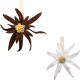 Magnet edelweiss