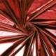 Tissu Lamé Enduit Rouge 