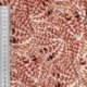 Tissu Popeline de Coton Impression Digitale Plume Brun