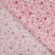 Tissu Popeline de Coton Imprimé Fleurs Rose 