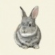 Coupon Lapin de Face 
