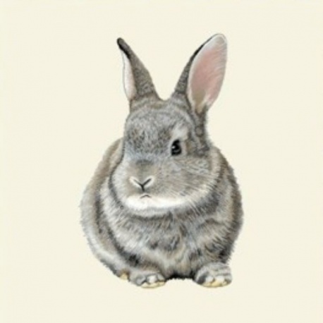 Coupon Lapin de Face 