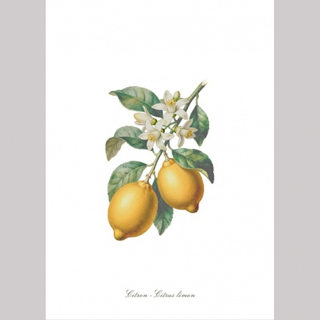 Torchon Imprimé Citron