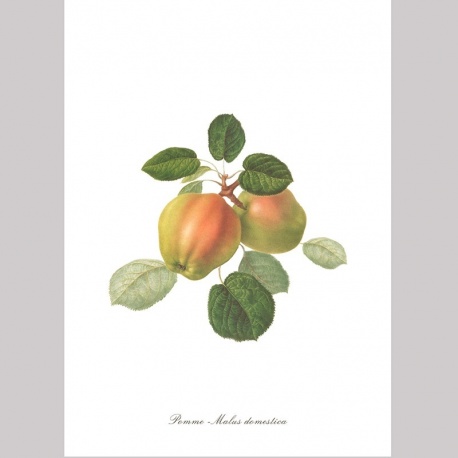 Torchon Imprimé Pomme