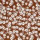 Tissu Crêpe Fleur Brique