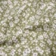 Tissu Imprimé Paulette Vert