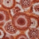Tissu Coton Rayonne Imprimée Cercle Terra