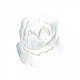 Ecusson rose - Blanc
