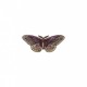 Ecussons insectes - Papillon